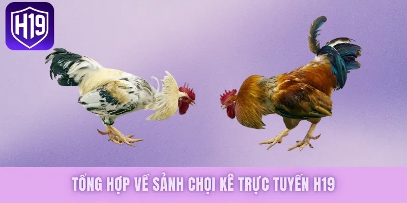 Tổng hợp về sảnh chọi kê trực tuyến H19
